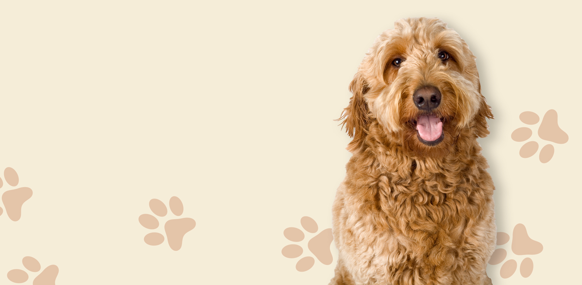 Welcome To <span>Lakeshore</span> Animal Hospital